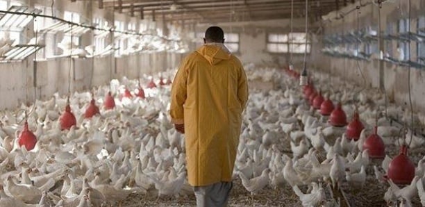 Influenza aviaire : Un virus qui gagne du terrain au Sénégal
