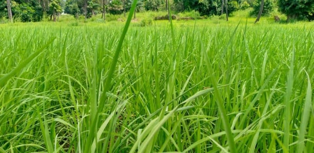 Sédhiou : Les chancres de la chaîne de valeur riz