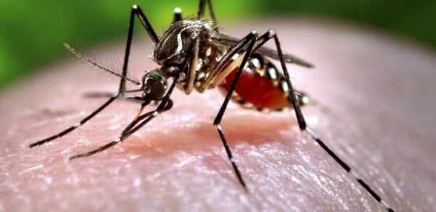 Burkina: plus de 350 morts de la dengue en un mois